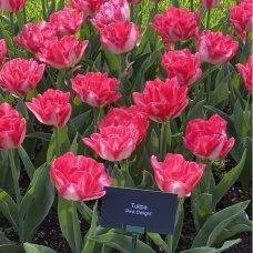 Tulip bulbs 'Pink Delight', 5 pcs.50