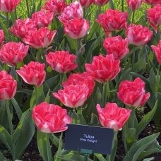 Tulip bulbs 'Pink Delight', 5 pcs.