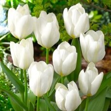 Tulip bulbs 'Purissima', 50 pcs.