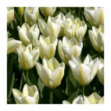 Tulip bulbs 'Purissima', 50 pcs.