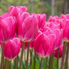 Tulpių svogūnėliai  'Pink Ardour', 100 vnt.