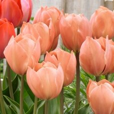 Tulip bulbs 'Salmon van Eijk', 100 pcs.