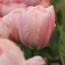 Tulip bulbs 'Salmon van Eijk', 100 pcs.