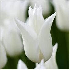 Tulip bulbs 'White Triumphator', 100 pcs.