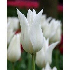 Tulip bulbs 'White Triumphator', 100 pcs.