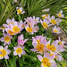 Bulbs of botanical tulips 'Bakeri Lilac Wonder', 100 pcs.