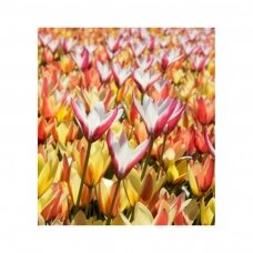 Tulip bulbs 'Clusiana Mix', 50 pcs.