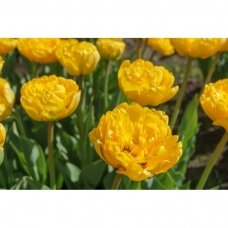 Tulip bulbs 'Yellow Pomponette', 15 vnt.