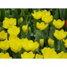 Tulip bulbs 'Yellow Purissima', 50 pcs.