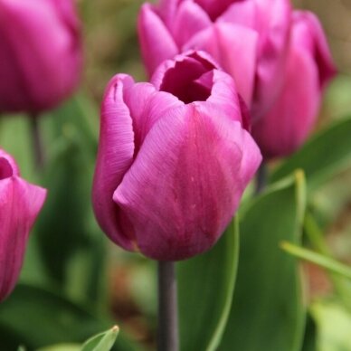 Tulpių svogūnėliai 'Purple Prince', 15 vnt.