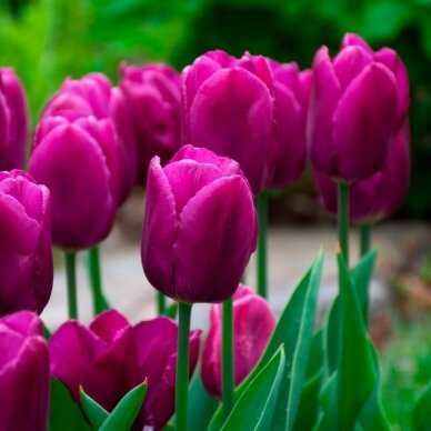 Tulip bulbs 'Purple Prince', 50 pcs. 1