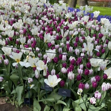 Tulip bulbs 'Purple Prince', 50 pcs. 2