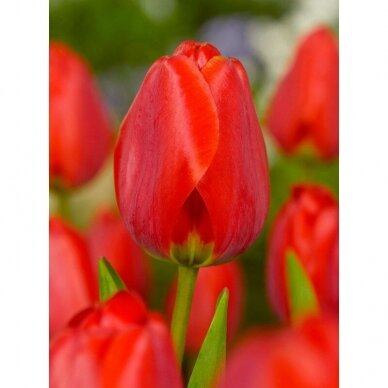 Tulip bulbs 'Apeldoorn', 50 pcs.