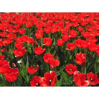 Tulip bulbs 'Apeldoorn', 50 pcs. 1