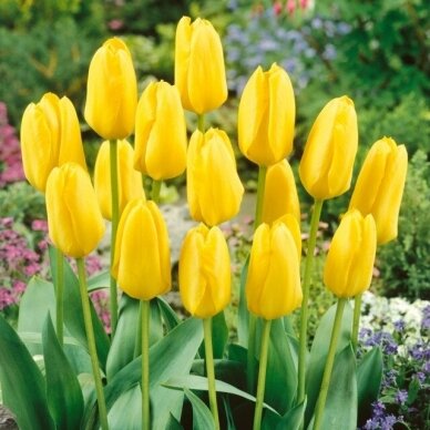 Tulip bulbs 'Candela', 100 pcs. 1