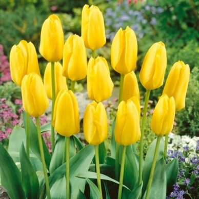 Tulip bulbs 'Candela', 50 pcs. 1