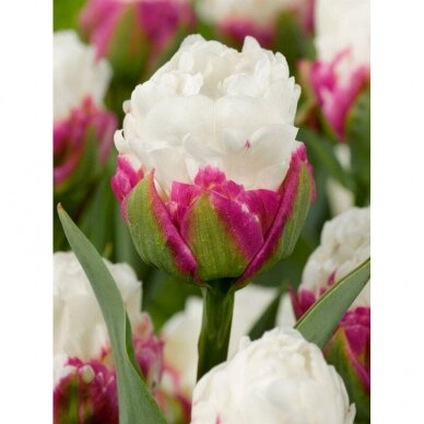 Tulip bulbs 'Ice Cream', 5 pcs.