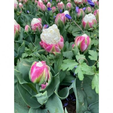 Tulip bulbs 'Ice Cream', 15 pcs. 2