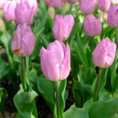 Tulip bulbs 'Light Pink Prince', 50 pcs.