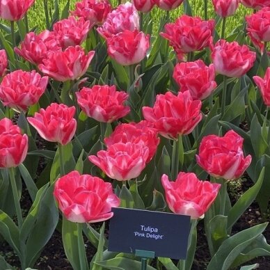 Tulip bulbs 'Pink Delight', 5 pcs. 1