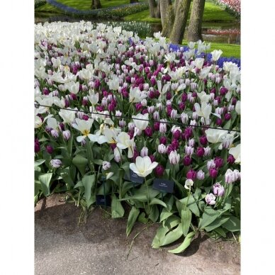 Tulip bulbs 'Purissima', 50 pcs. 2