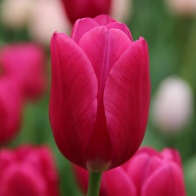 Tulpių svogūnėliai  'Pink Ardour', 100 vnt.