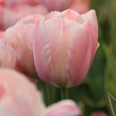 Tulip bulbs 'Salmon van Eijk', 100 pcs.