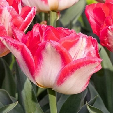 Tulip bulbs 'Pink Delight', 5 pcs.50