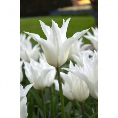 Tulip bulbs 'White Triumphator', 100 pcs. 2