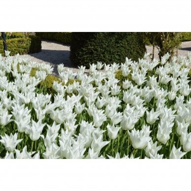 Tulip bulbs 'White Triumphator', 100 pcs. 4