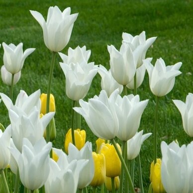 Tulip bulbs 'White Triumphator', 100 pcs. 3