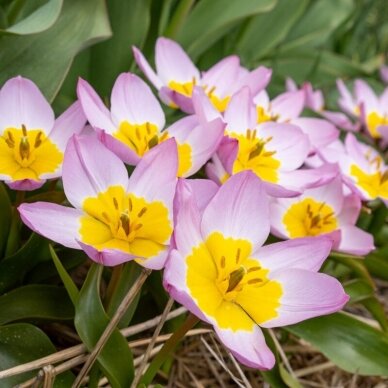 Botaninių tulpių svogūnėliai 'Bakeri Lilac Wonder' , 100 vnt.