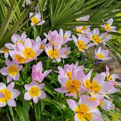 Botānisko tulpju sīpoli 'Bakeri Lilac Wonder', 100 gab. 1