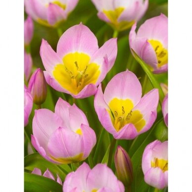 Bulbs of botanical tulips 'Bakeri Lilac Wonder', 100 pcs. 2