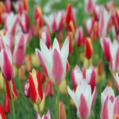 Tulip bulbs 'Clusiana Mix', 50 pcs.