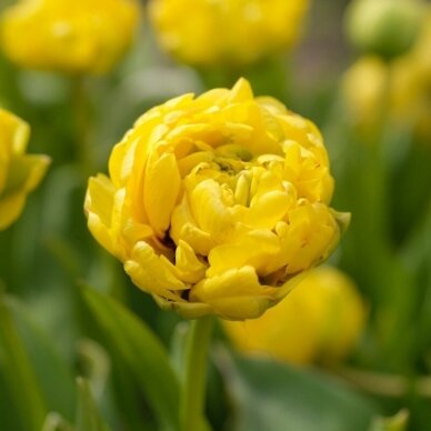 Tulpių svogūnėliai 'Yellow Pomponette', 15 vnt.