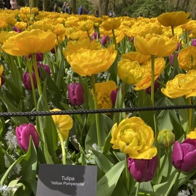 Tulip bulbs 'Yellow Pomponette', 15 vnt. 2