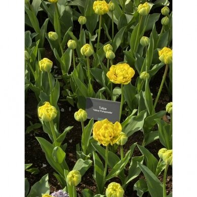 Tulbisibulad 'Yellow Pomponette', 15 vnt. 3