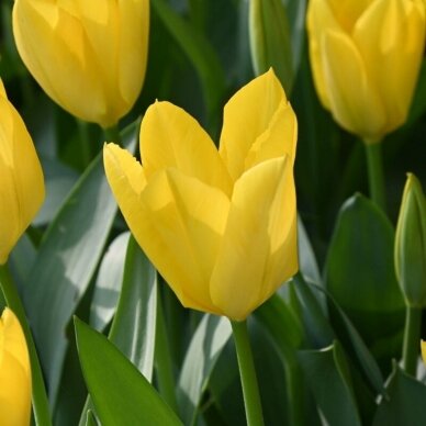 Tulip bulbs 'Yellow Purissima', 50 pcs.